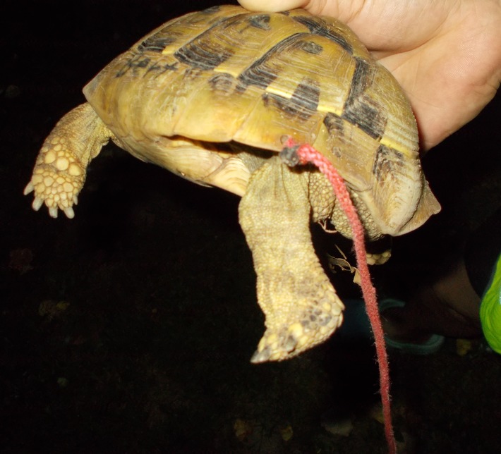 POL-PDNW: Ellerstadt - Schnur an Schildkröte befestigt