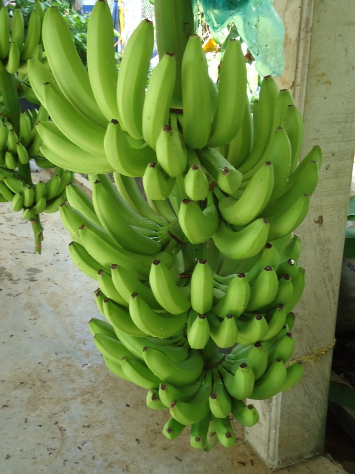 Pressemitteilung: SÜDWIND-Institut fordert Einzelhändler auf: &quot;Stoppt den Preiskampf um Bananen!&quot;