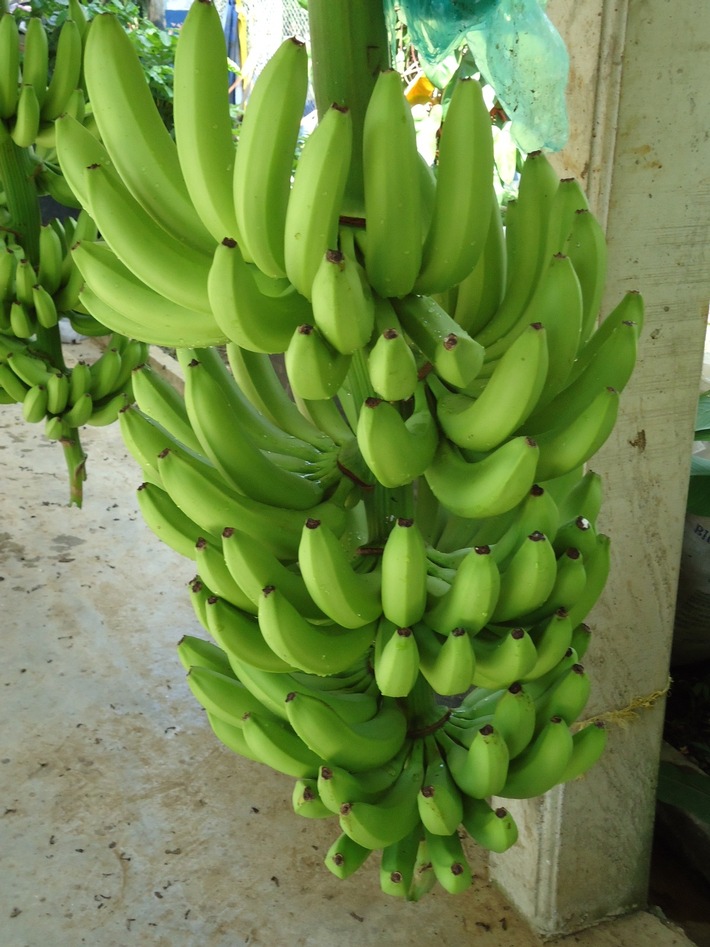 Pressemitteilung: SÜDWIND-Institut fordert Einzelhändler auf: "Stoppt den Preiskampf um Bananen!"