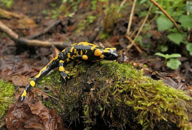 PM Neu entdeckte Feuersalamander-Population im Landkreis Passau gilt als Rettungsanker für die Art