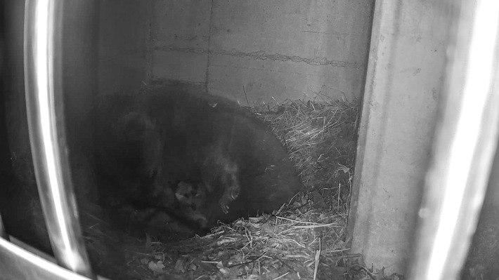 Erstmals seit 18 Jahren Bärennachwuchs im Natur- und Tierpark Goldau