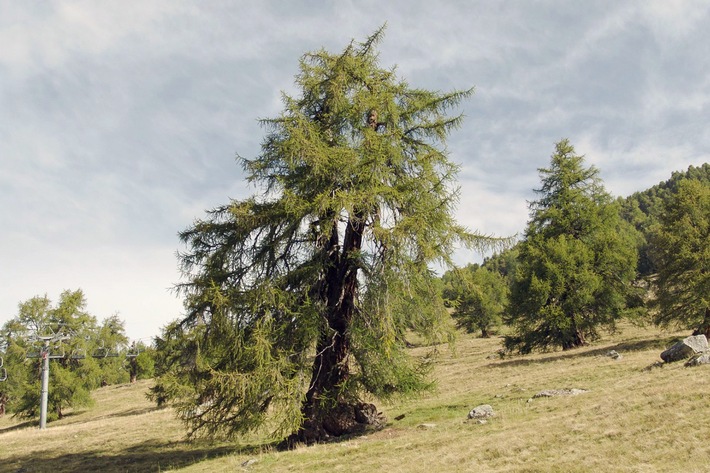 Eiche, Edelkastanie, Linde und Lärche: 3sat zeigt &quot;Die magische Welt der Bäume&quot;