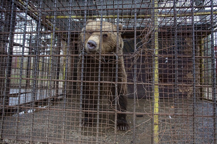 Une nouvelle vie pour l&#039;ours Teddy