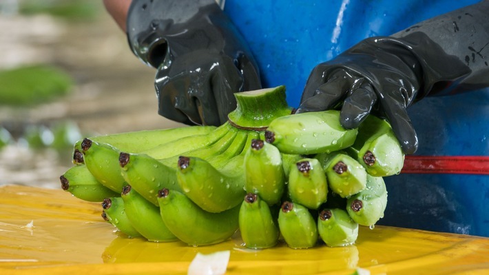 Kolumbianischer Bananensektor / Weiterer Text über ots und www.presseportal.de/nr/173467 / Die Verwendung dieses Bildes für redaktionelle Zwecke ist unter Beachtung aller mitgeteilten Nutzungsbedingungen zulässig und dann auch honorarfrei. Veröffentlichung ausschließlich mit Bildrechte-Hinweis.