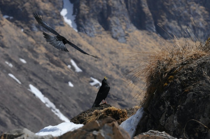 Vögel stossen bei ihrer Flucht vor der Klimaerwärmung auf Berg und Meer