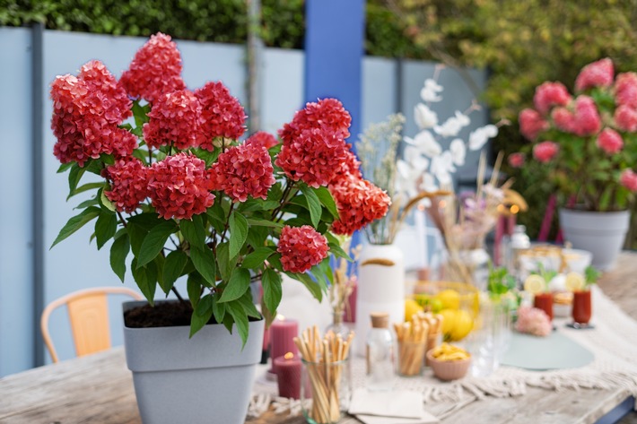 Verwandlungskünstler im Garten: die Rispenhortensie Bloody Marie®