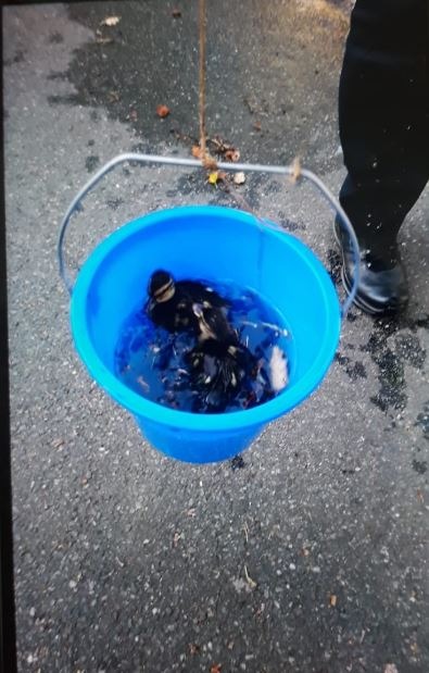 POL-CE: Celle - Polizei angelt Entenküken aus Gulli