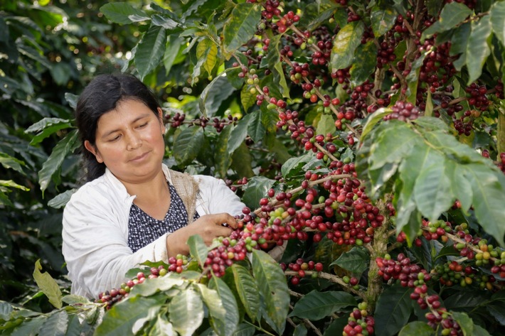Fairtrade erhöht den Mindestpreis für Kaffee / Pressemitteilung