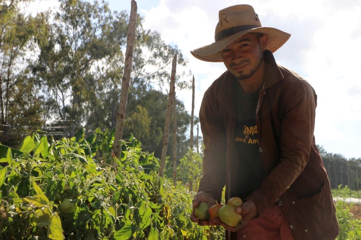 Tomatenernte im nph-Kinderdorf Honduras.jpg