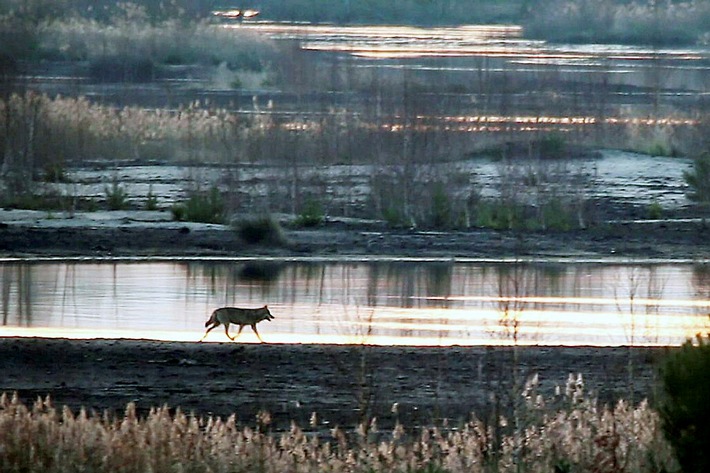 Wie mit dem Wolf leben? 3sat zeigt Dokumentarfilm "Die Rückkehr der Wölfe"