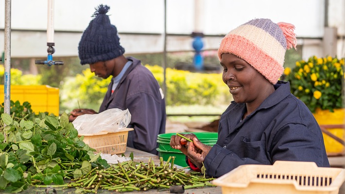 Studie zeigt: Fairtrade hat positive Auswirkungen auf das Leben der Blumenarbeiter:innen in Ostafrika