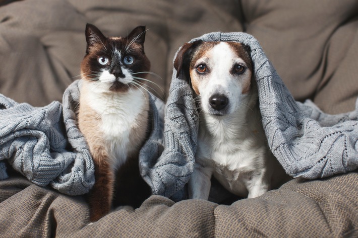 Jetzt schon an Silvester denken: Vierbeiner ohne Angst durch die Knallerei bringen
