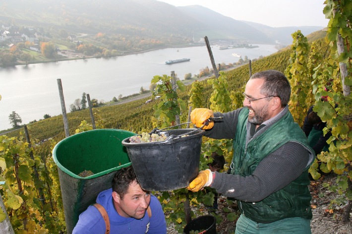 Verrückter Weinjahrgang übertrifft Qualitätserwartungen / Weinlese ist beendet: Erntebilanz im Weinanbaugebiet Mosel