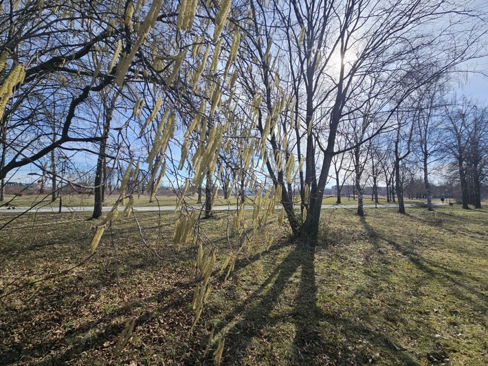 Stadtgrün: Gesundheitsbooster oder Pollenfalle?