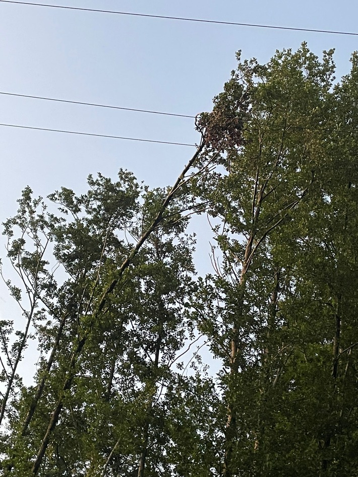 FW Marienheide: Stromausfall in Marienheide: Baum stürzt auf Stromleitung und verursacht Versorgungsunterbrechung