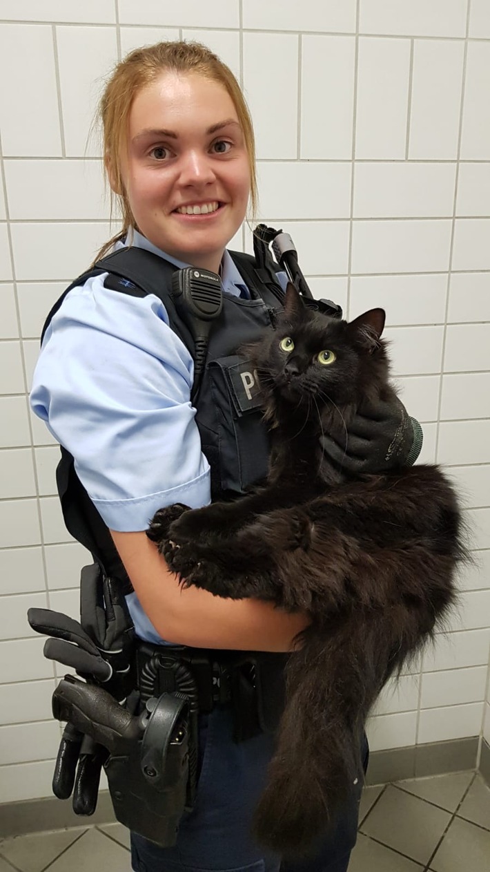 Bpol Hb Maine Coon Katze Von Gleisen Im Bremer