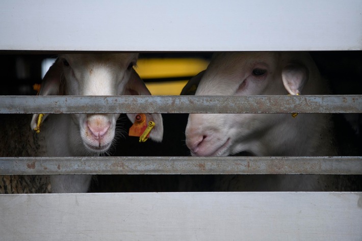 Une étape clé pour la protection des animaux: la Nouvelle-Zélande va interdire le transport d&#039;animaux vivants