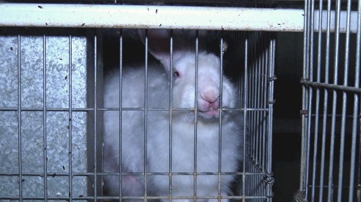 Pauvre lapin de Pâques / Les «petits lapins de Pâques» souffrent le martyre dans la production de fourrure et de laine