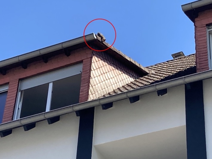 POL-DA: Viernheim: Hitziges Dilemma auf dem Vordach / Einsatzkräfte retten Katze aus luftiger Lage
