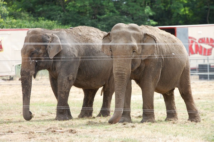 Wildtiere im Zirkus: Bundesratsinitiative auf wackligen Beinen