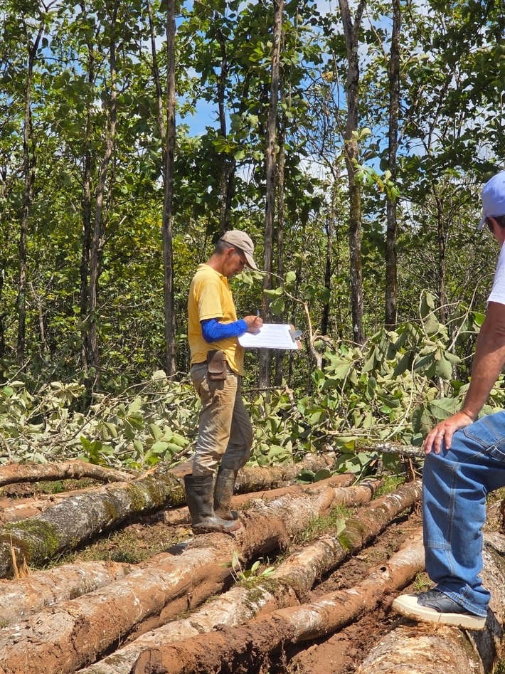 Life Forestry Switzerland AG i.L. - Teakbäume vorhanden - Endernten beginnen - Erlöszahlungen starten - Kunden sind und bleiben Baumeigentümer