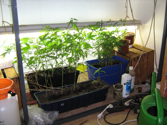 POL-H: Cannabis-Indoorplantage aufgefunden                          Levester Straße / Oberricklingen