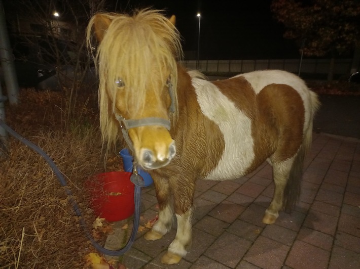 POL-HST: Pony geht alleine auf Entdeckungstour