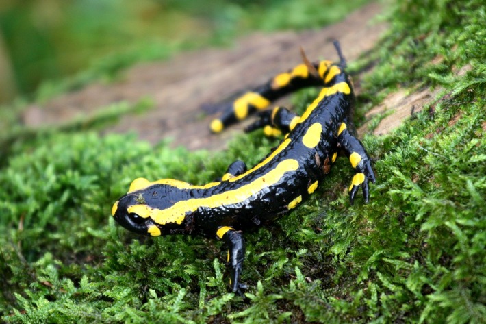 Salamander-Pilz erneut in Hessen nachgewiesen - Tödliche Hautkrankheit bedroht Feuersalamander und andere Schwanzlurcharten