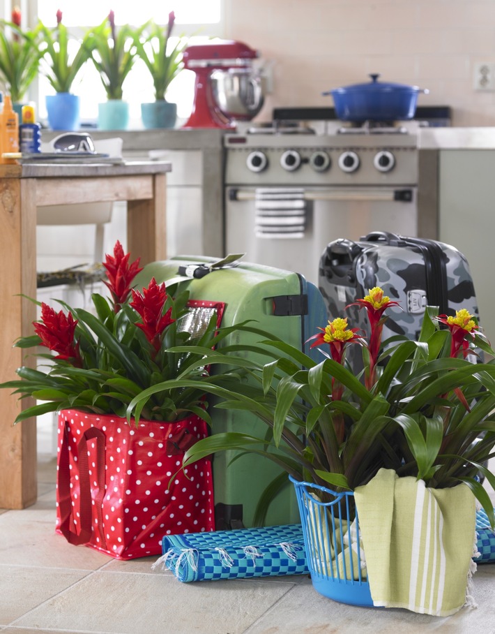 Karibisches Ambiente im Wohnzimmer -  Bromelien peppen die kalte Jahreszeit auf (mit Bild)