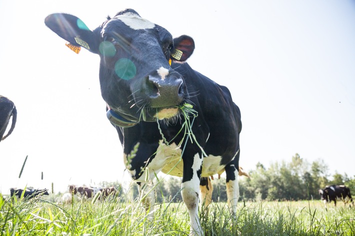 Mit LEERDAMMER® auf die Weide: Die Käsemarke engagiert sich mit der &quot;Initiative für Weidehaltung&quot; für mehr Tierwohl