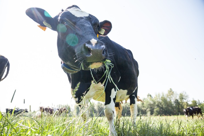 Mit LEERDAMMER® auf die Weide: Die Käsemarke engagiert sich mit der "Initiative für Weidehaltung" für mehr Tierwohl