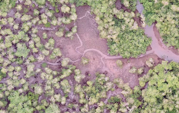 Blue Carbon: Waldinventare erstellen mit Drohnen und Künstlicher Intelligenz