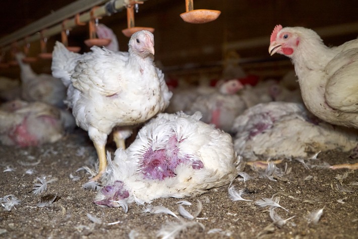 Getreten, geworfen, misshandelt: ANINOVA deckt Tierquälerei in zwei Wiesenhof-Hähnchenmastbetrieben in Niedersachen auf
