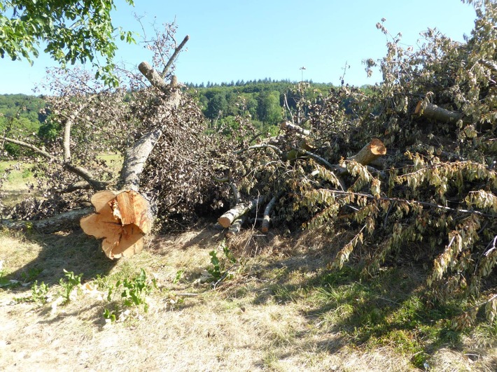 POL-FR: Lkr. Breisgau-Hochschwarzwald, Müllheim-Feldberg: Große Anzahl an Obstbäumen rechtswidrig gefällt - Zeugen gesucht!