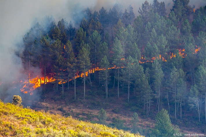 Forest fires: unclear results of EU-funded measures