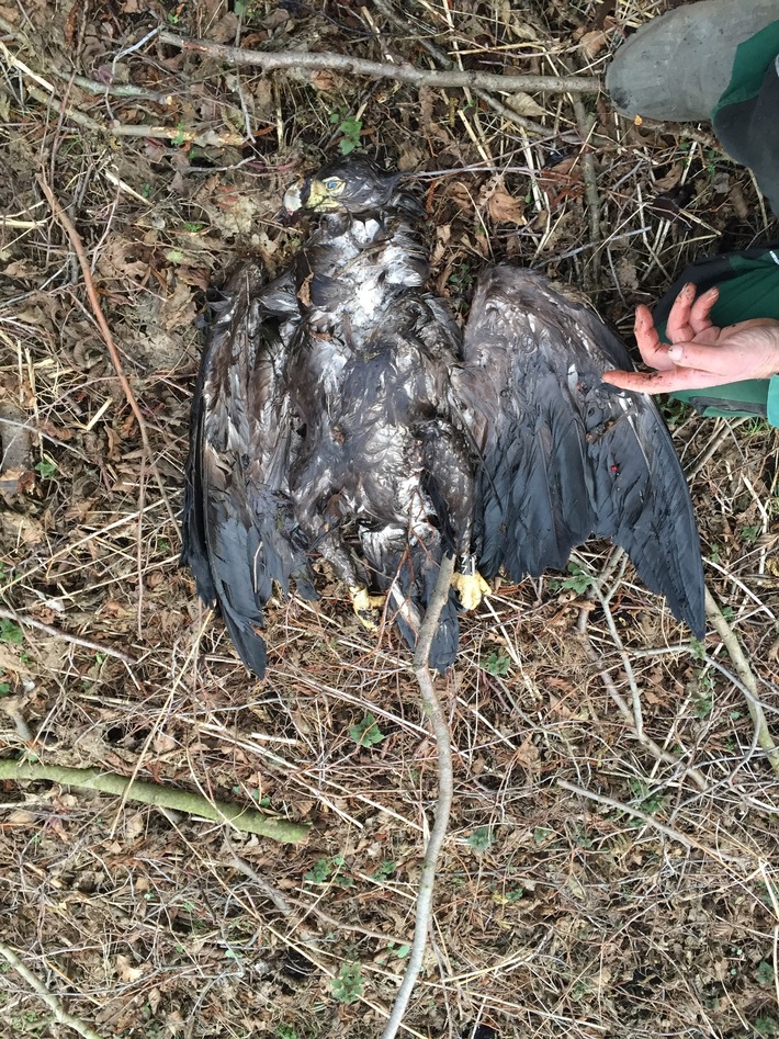 Streng geschützter Seeadler bei Magdeburg abgeschossen - "Flugschreiber"- Daten überführen Jagdpächter als Täter - Polizei leitet Strafverfahren ein