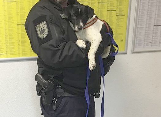BPOLI MD: Bundespolizei als Tierretter im Einsatz - kleiner Jack Russell Mix allein am Hauptbahnhof Magdeburg