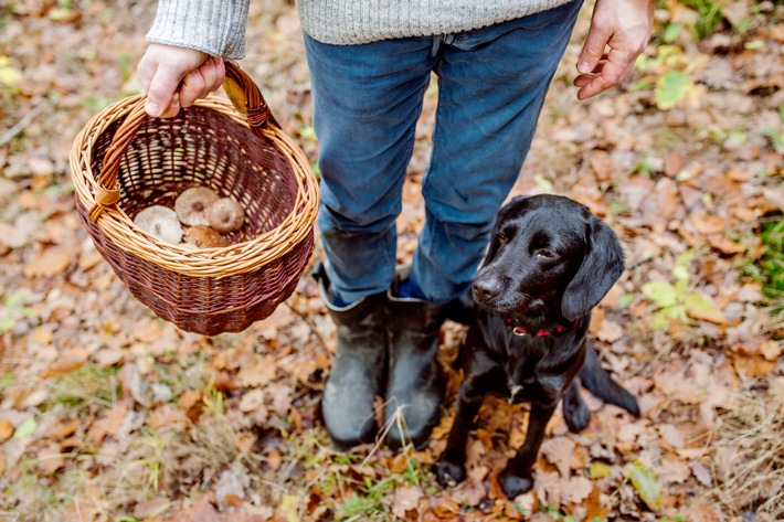 Der goldene Herbst lockt zu Waldaktivitäten - Schützen Sie sich mit einer Impfung vor FSME