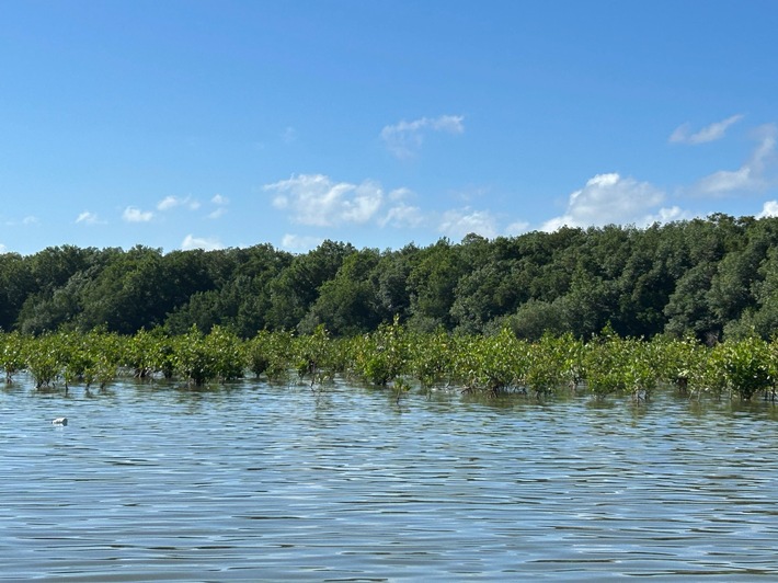 Gemeinsames Mangroven-Projekt: GNF und TUI Care Foundation fördern Klima- und Küstenschutz