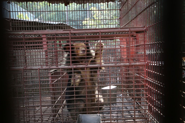Un ours doré parmi les sept ours sauvés par QUATRE PATTES au Vietnam