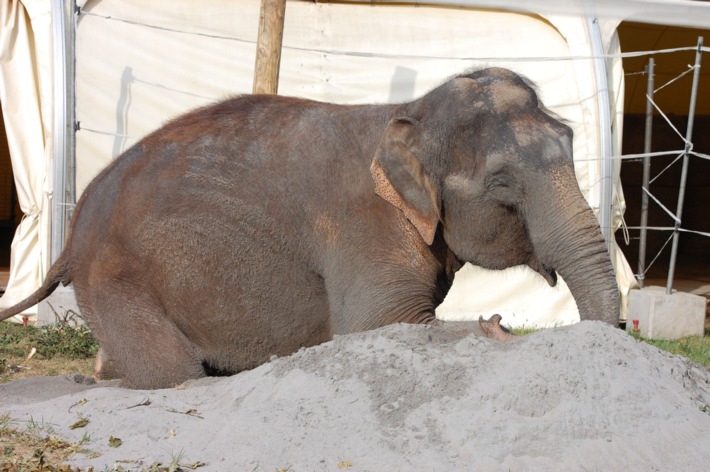 Aktionsbündnis &quot;Tiere gehören zum Circus&quot; ist empört über unzutreffende Darstellung der Elefantenhaltung im Zirkus