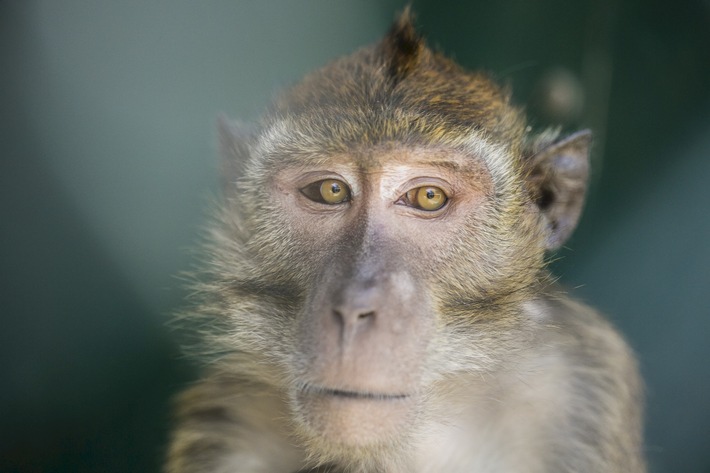 Expériences sur des primates: S