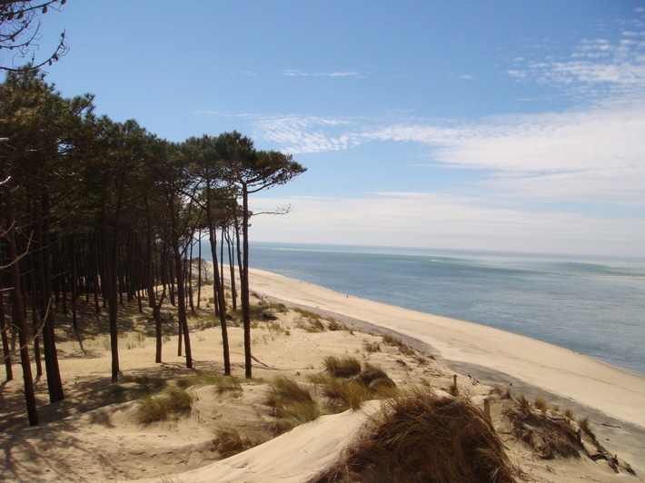 Neue Hoffnung bei Lipödem: Natürlicher Pflanzenextrakt aus Meereskiefernrinde zeigt in Studie deutliche Wirkung