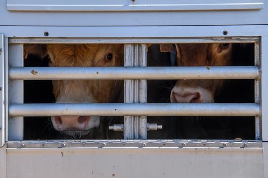De retour en Espagne, les 1’610 bovins de l’Elbeik vont être abattus
