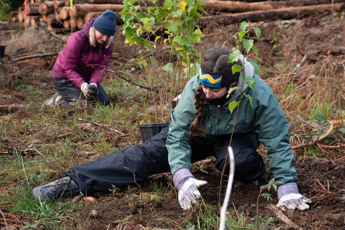 250 Freiwillige pflanzen mit dem Bergwaldprojekt im April und Mai in Braunlage 10.000 standortheimische Bäume