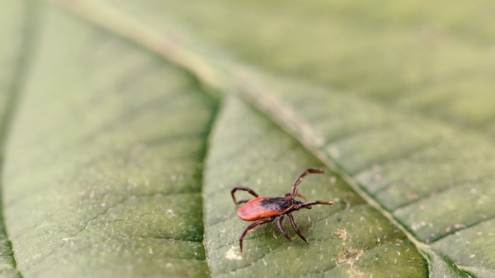 Pfizer_Der-gemeine-Holzbock_Ixodes-ricinus.jpg