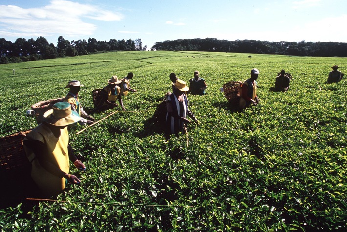 Kenia - größter Tee-Exporteur der Welt / Eine afrikanische Erfolgsstory: Kein anderes Land der Welt exportiert mehr Tee als Kenia