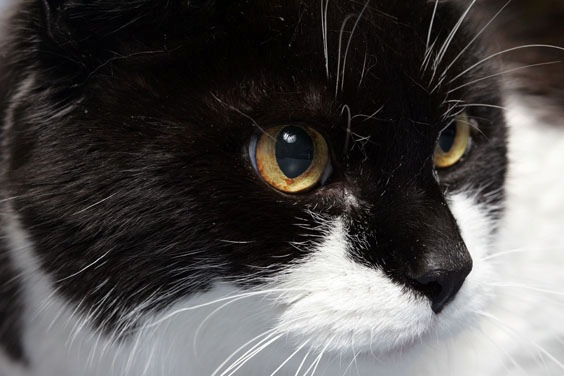 Gefährlicher Bakteriencocktail: Katzenbisse sind nicht harmlos