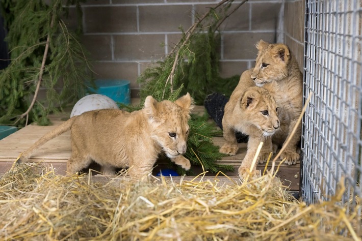 Raubkatze in Brandenburg - Exotische Haustiere ein wachsendes Problem in Europa