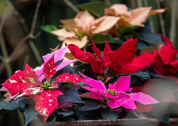 Mit Farbe gegen den Herbstblues: Weihnachtssterne sind dekorativ und gut für die Stimmung